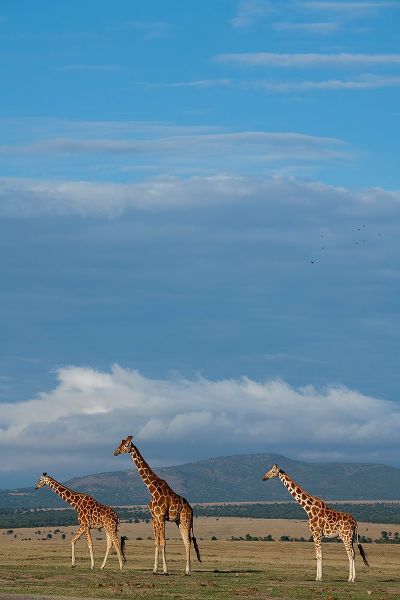 Hopkins, Cindy Miller 아티스트의 Africa-Kenya-Northern Frontier District-Ol Pejeta Conservancy-Reticulated giraffes작품입니다.